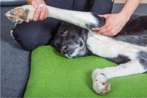 Apform, l'organisme de formation de l'équipe Vétérinaire formation ASV