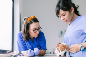 Formations pour les établissements de soins vétérinaires
